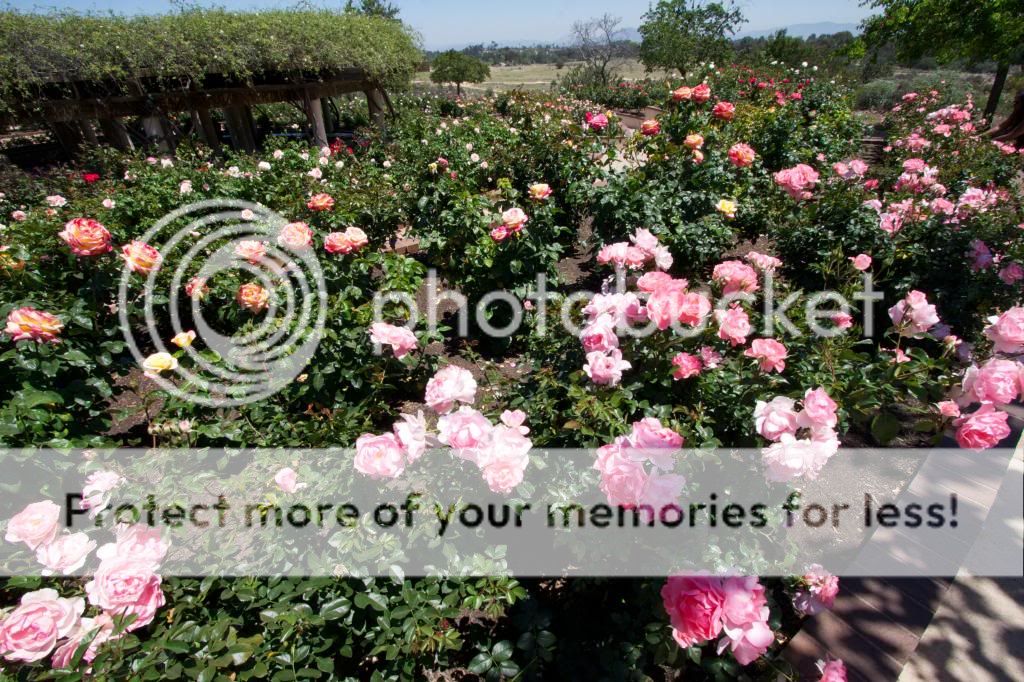 photo IMG_0900_zps30be65df.jpg